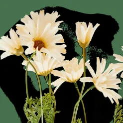 Fleurs Artificielles|Automne^CASA INDI Tige De Fleurs Crème