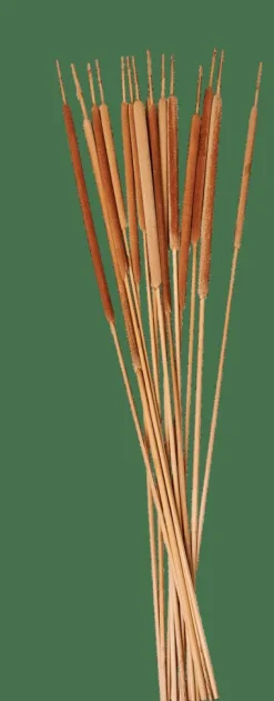 Branches Artificielles|Fleurs Artificielles^CASA TYPHA Hampes De Roseau Set De 15 Naturel